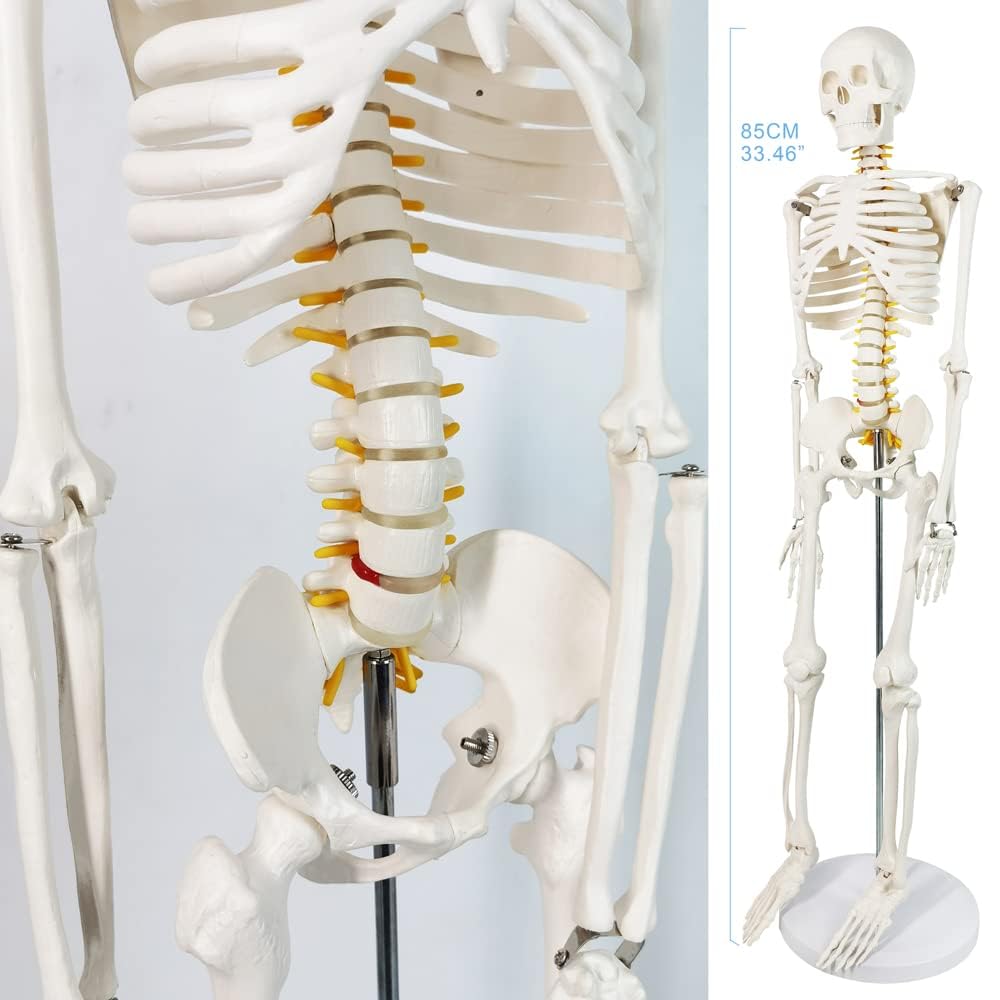 Mini model szkieletu ludzkiego 1/2 naturalnej wielkości do anatomii 85 cm z układem nerwowym, zdejmowanymi ramionami i nogami, 1 zestaw