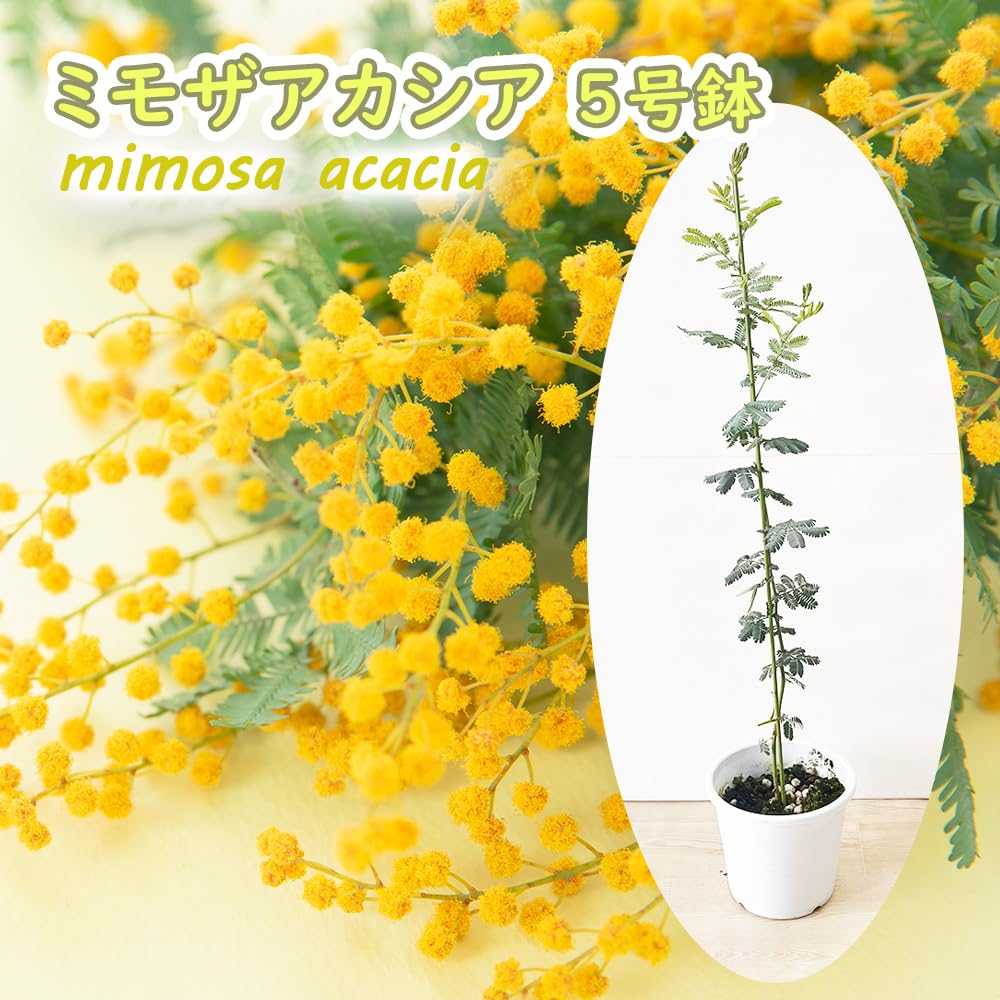 Amazon.co.jp: 【 ミモザアカシア 苗 苗木 】アカシア 銀葉 シルバー