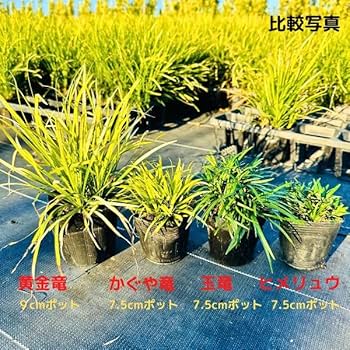 たまりゅう  タマリュウ 3色セット 玉竜 斑入り玉竜 黒竜 7.5-10.5cm 3色12個