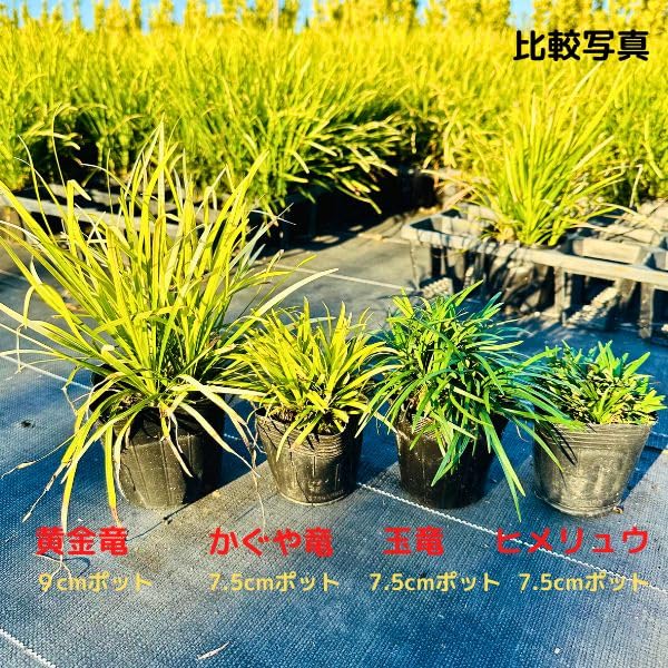 たまりゅう  楽天市場】【産直】玉竜(タマリュウ)苗 3ケース（40ポットx3