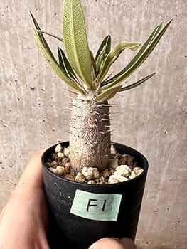 塊根植物　パキポディウム 　カクチペス Amazon｜【現品限り】パキポディウム・カクチペス【F1