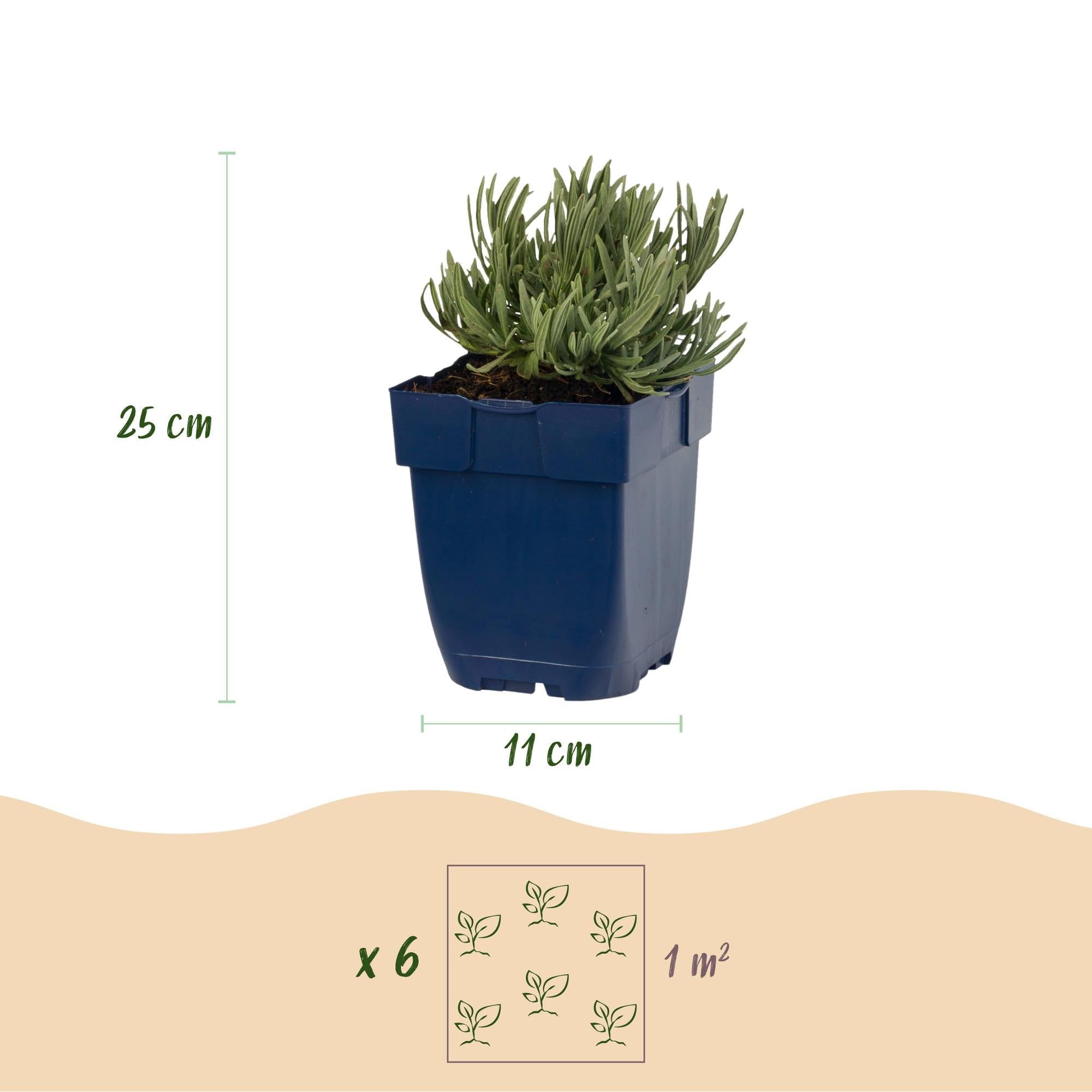 Green boutiQ - Stauden - Lavandula Tricolour - Lavendel - Duftend - Blau - Rosa - Weiß - 12 Pflanzen - Topf 11 cm - Höhe 15-25 cm