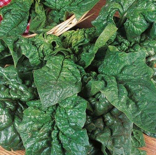 Suffolk Herbs - Organic Spinach Giant Winter - 250 Seeds by Wafer