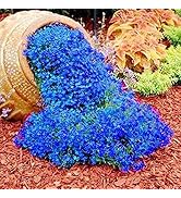 Semi Di Timo Strisciante 2000 Pz - Pianta Aromatica Perenne Per Giardino, Balcone E Api - Foto 4