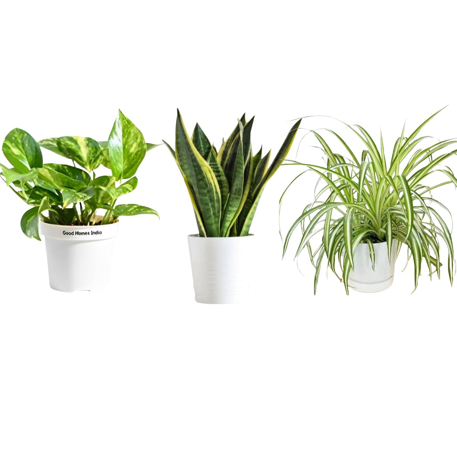 GOOD HOMES INDIA pack of 3 Money Plant & Spider Plant & Snake Plant | Good Luck Plant | Indoor Live Plant | Office Desk Balcony | Indoor Plants For Living Room | Indoor Plants With Pots (B0CDNG1ZVS) Amazon Price History, Amazon Price Tracker