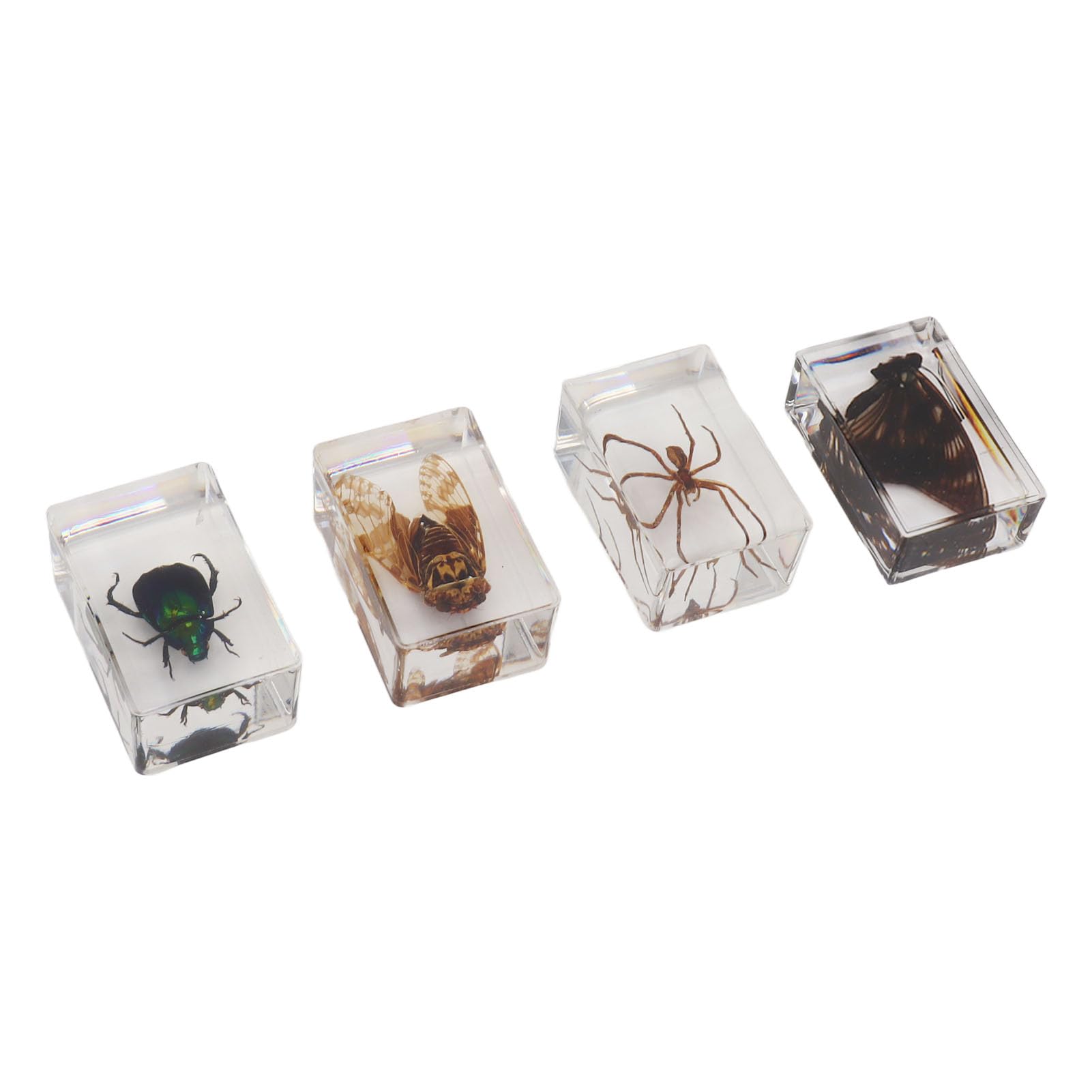 12 Pièces D'insectes en Résine, Spécimens Réels de Divers Papillons et Coléoptères, Presse-papiers de Collection D'insectes, Jouets D'insectes Papillons Arachnides, Fournitures