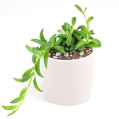 Senecio - Cadena de plátanos suculenta a la venta (2 pulgadas + maceta moderna blanca) - Guía de cuidado