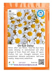 Damavand Pro Oxeye Daisy Samen - 6000 Weiße Blumensamen