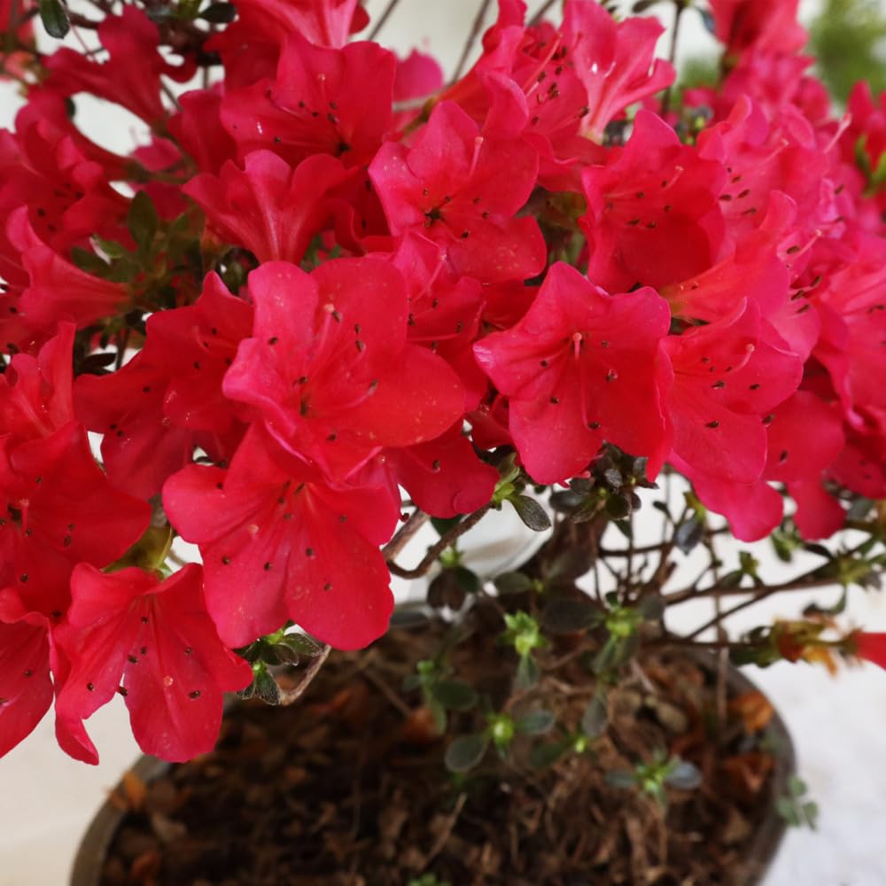 KENTIS - Satsuky Azalea Bonsai - Rhododendron indicum - Original  japanischer Bonsai - Echte Freilandpflanzen Made in Japan - H 25-30 cm Topf   15 cm : Amazon.de: Garten