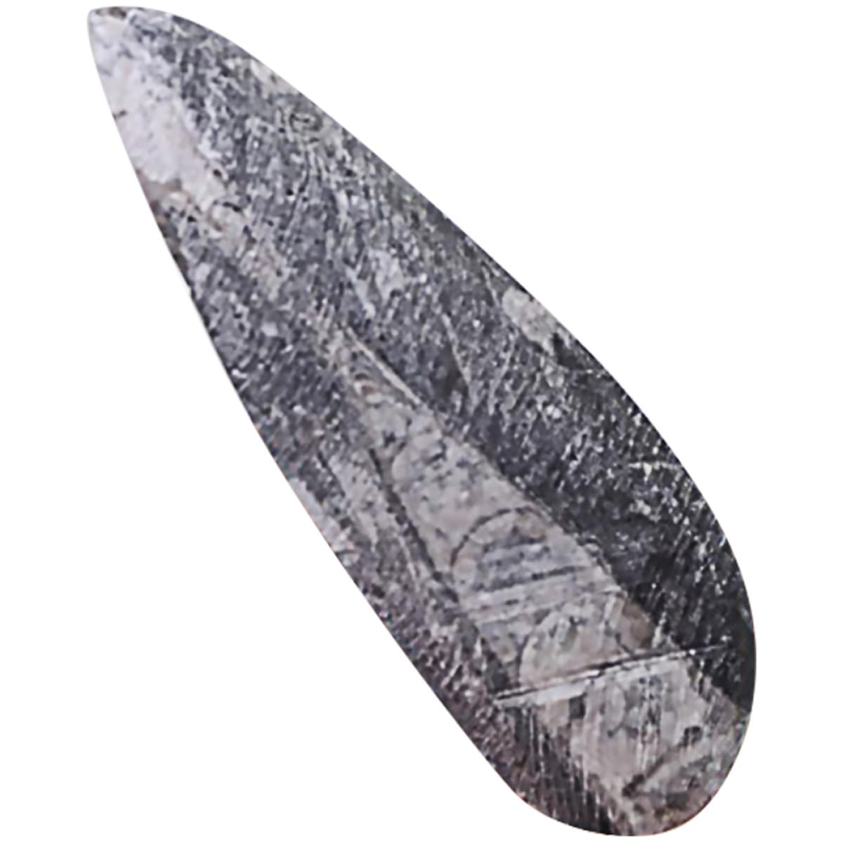 ULTECHNOVO Orthoceras Fósil Modelo Paleontológico Grande, Muestra Natural Irregular, Pieza Única para Enseñanza y Decoración Educativa, Herramienta de Ciencia para Laboratorio y Colección