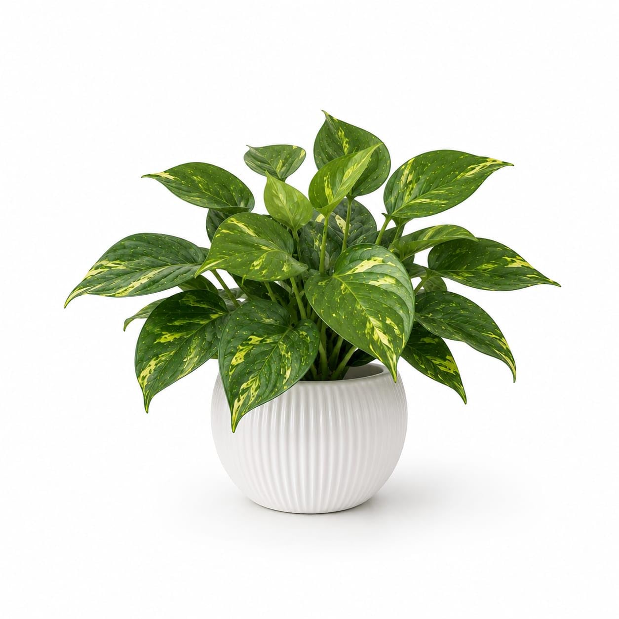 GROWSHIP Premium Artificial Money Plant with White Apple Pot for Home Decor | Golden Pothos Faux Plant for Living Room Decoration, Office Desk, Balcony Corner & Gifting (Set of 1)-image-26