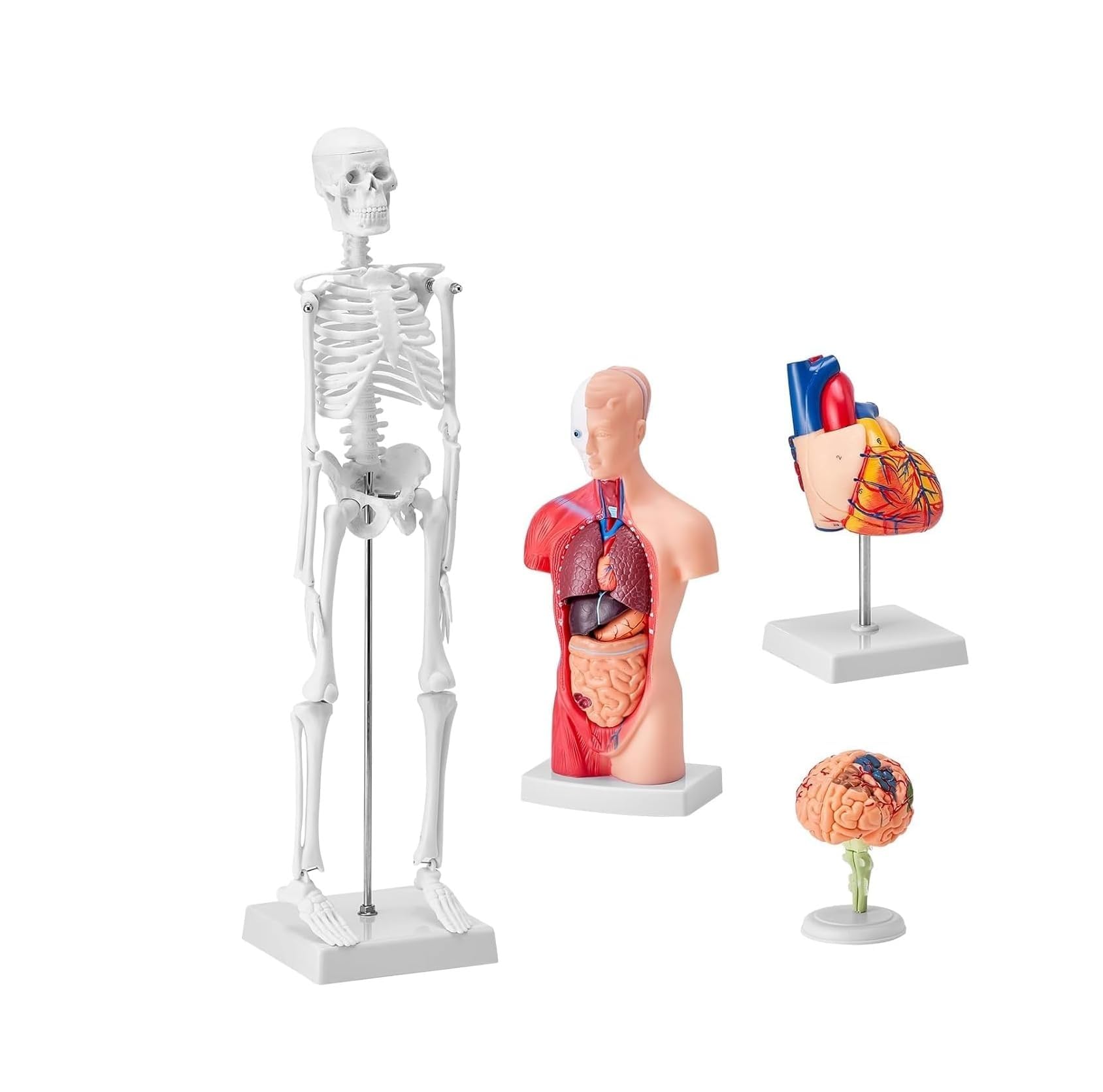 4-częściowe modele anatomii człowieka 28 cm tułów + 45 cm szkielet + model mózgu + model serca, zdejmowany pełny zestaw narządów