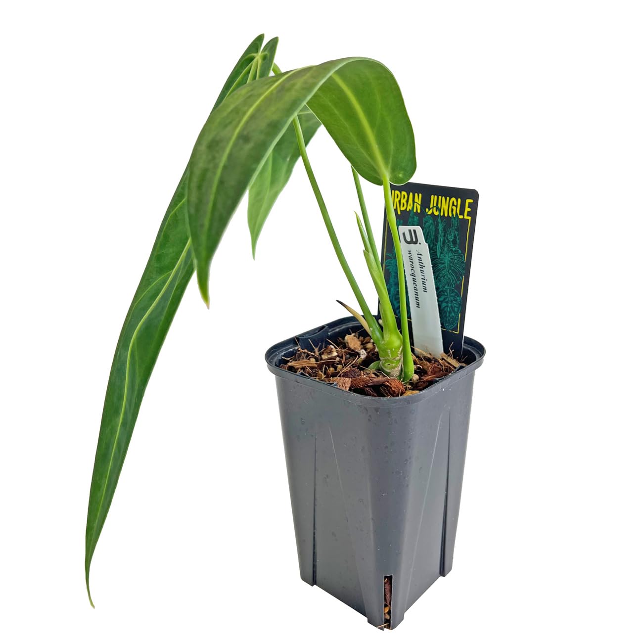 Anthurium warocqueanum アンスリウムワロクアーナム Amazon｜アンスリウム ワロクアーナム 3.5号 アーバンジャングル