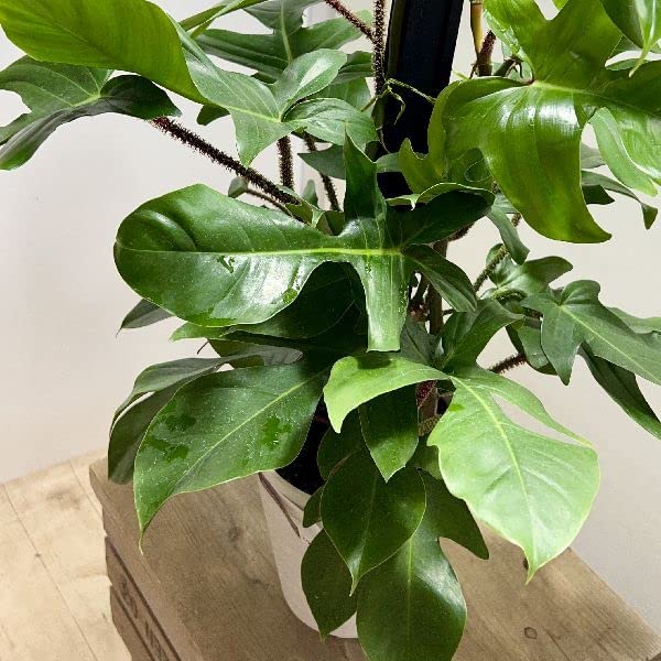 フィロデンドロン3種類セット　ゴールデンクロコダイル、ナロー、スクアミフェルム Amazon｜おしゃれ 観葉植物：フィロデンドロン スクアミフェルム