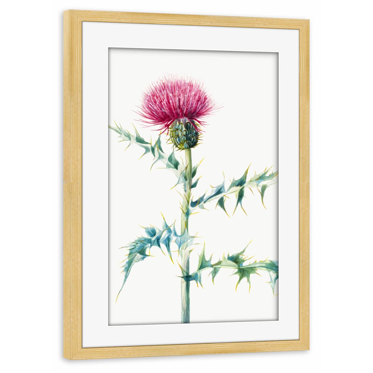 artboxONE Poster mit Rahmen Kiefer 30x20 cm Distel von Mango Art - gerahmtes Poster