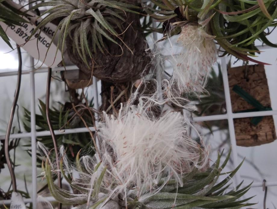 Amazon.co.jp: Tillandsia ionantha crested ex. TI チランジア 