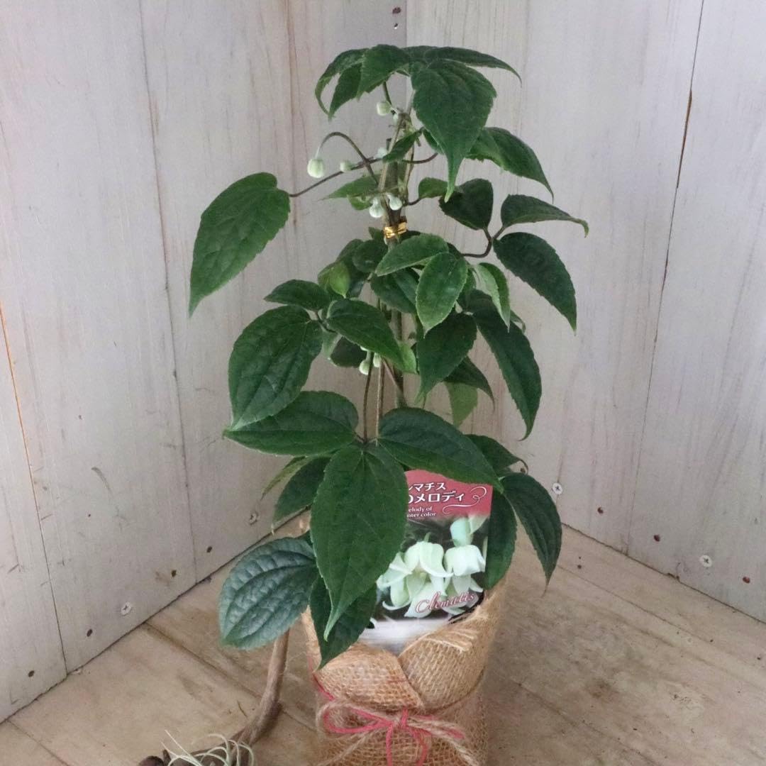 冬咲き 常緑 クレマチス 冬色のメロディ