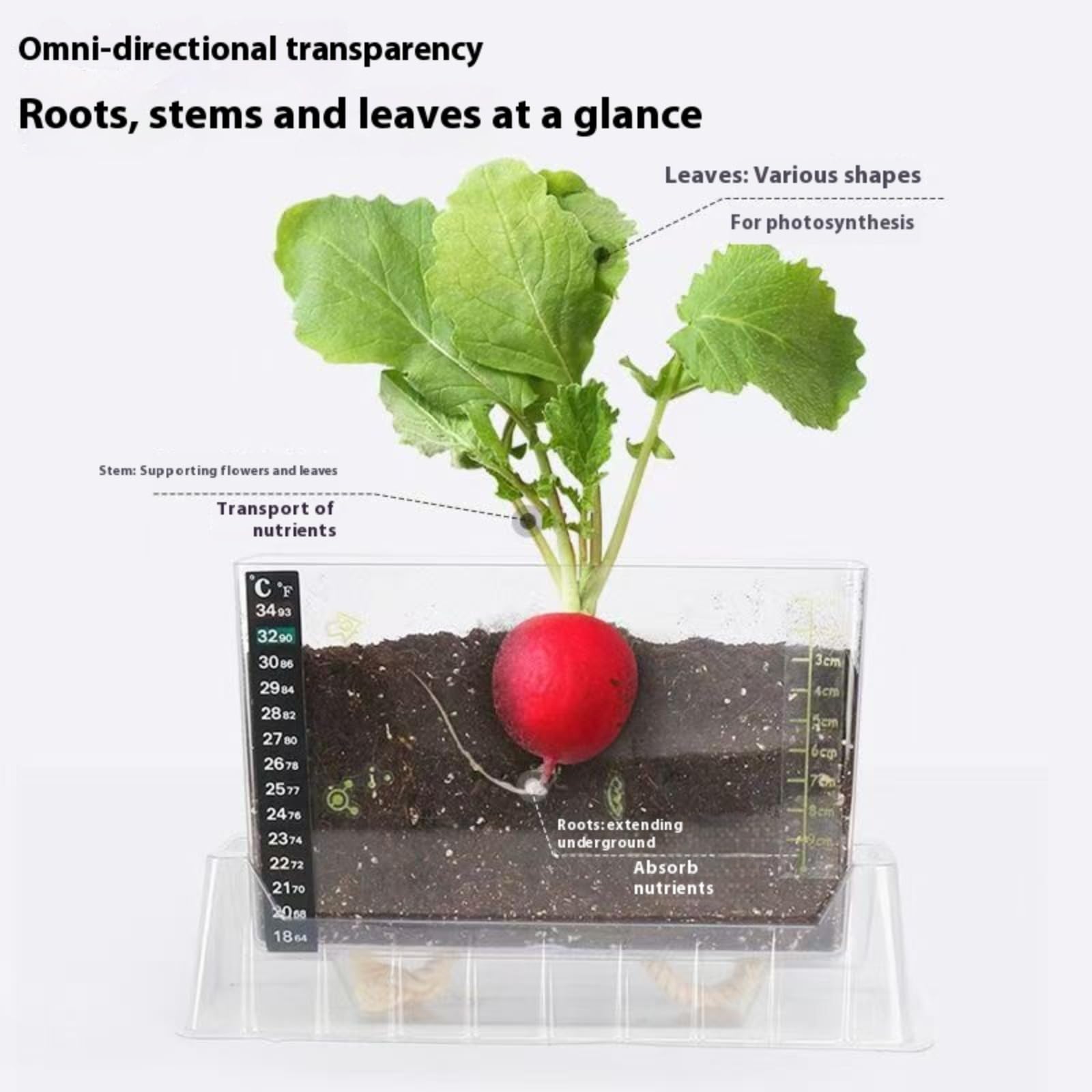 LOJAX Caja de observación de Crecimiento de Plantas Transparente, máquina de germinación de Semillas, lecho de plántulas de germinación, Bandeja de plántulas, fácil de Usar