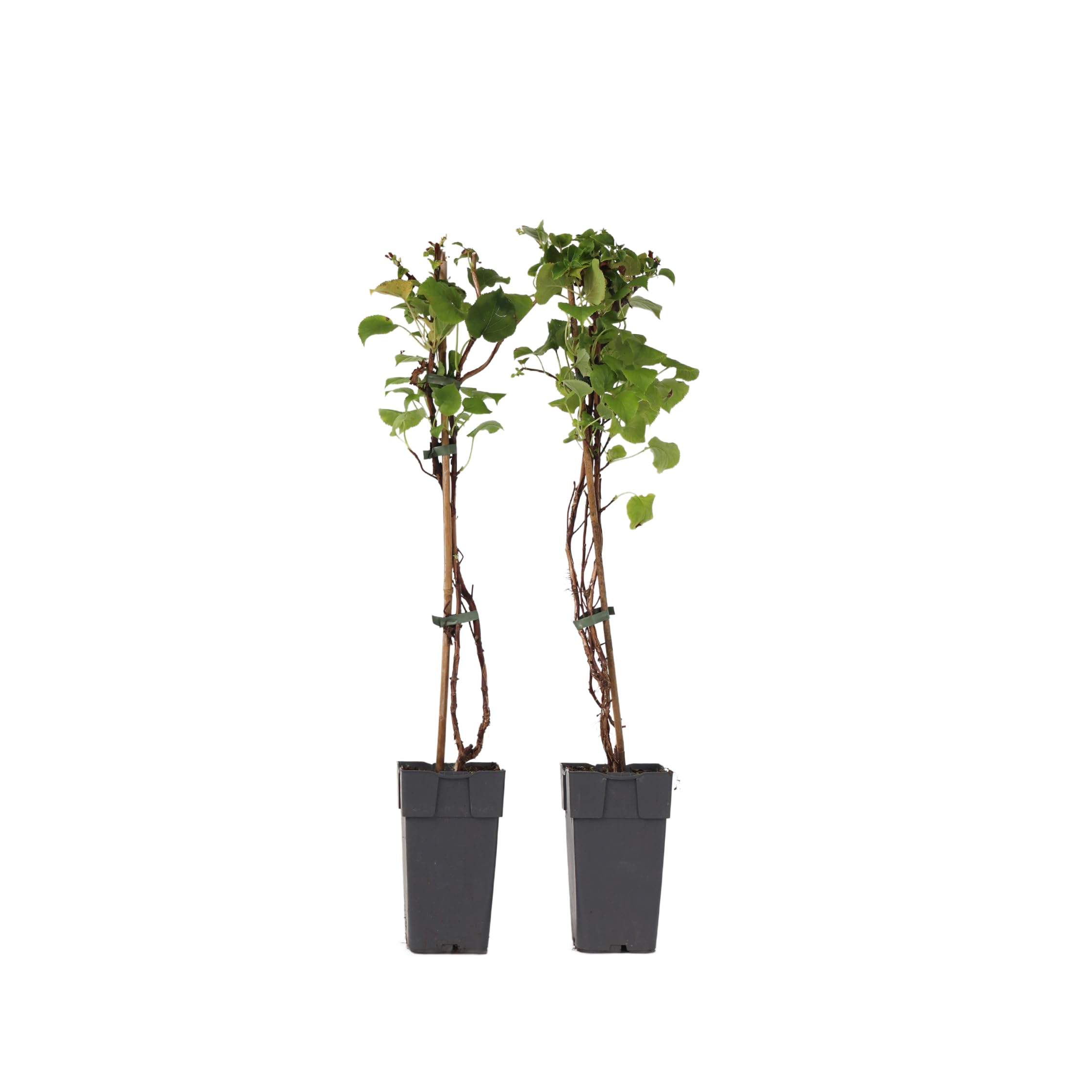 Plant in a Box - Hydrangea anomala Petiolaris - Lot de 2 - Hortensia grimpant - ⌀15cm - Hauteur 60-70cm