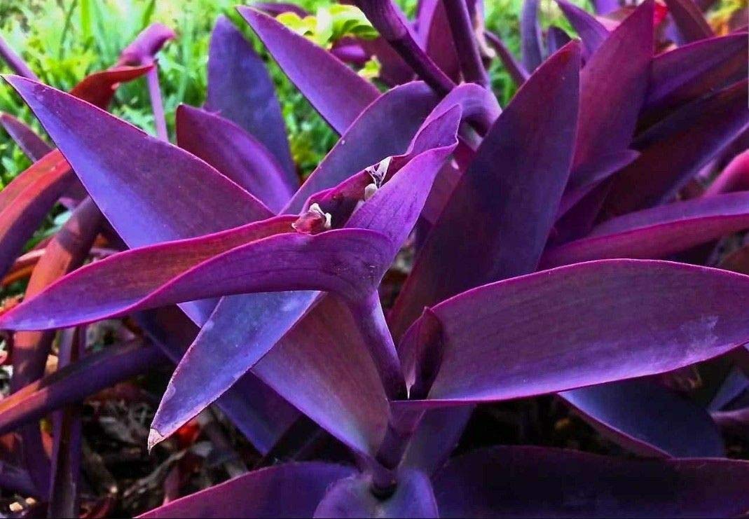 80 Graines De Tradescantia – Fraîches, Sans OGM, Très Faciles à Cultiver - 2