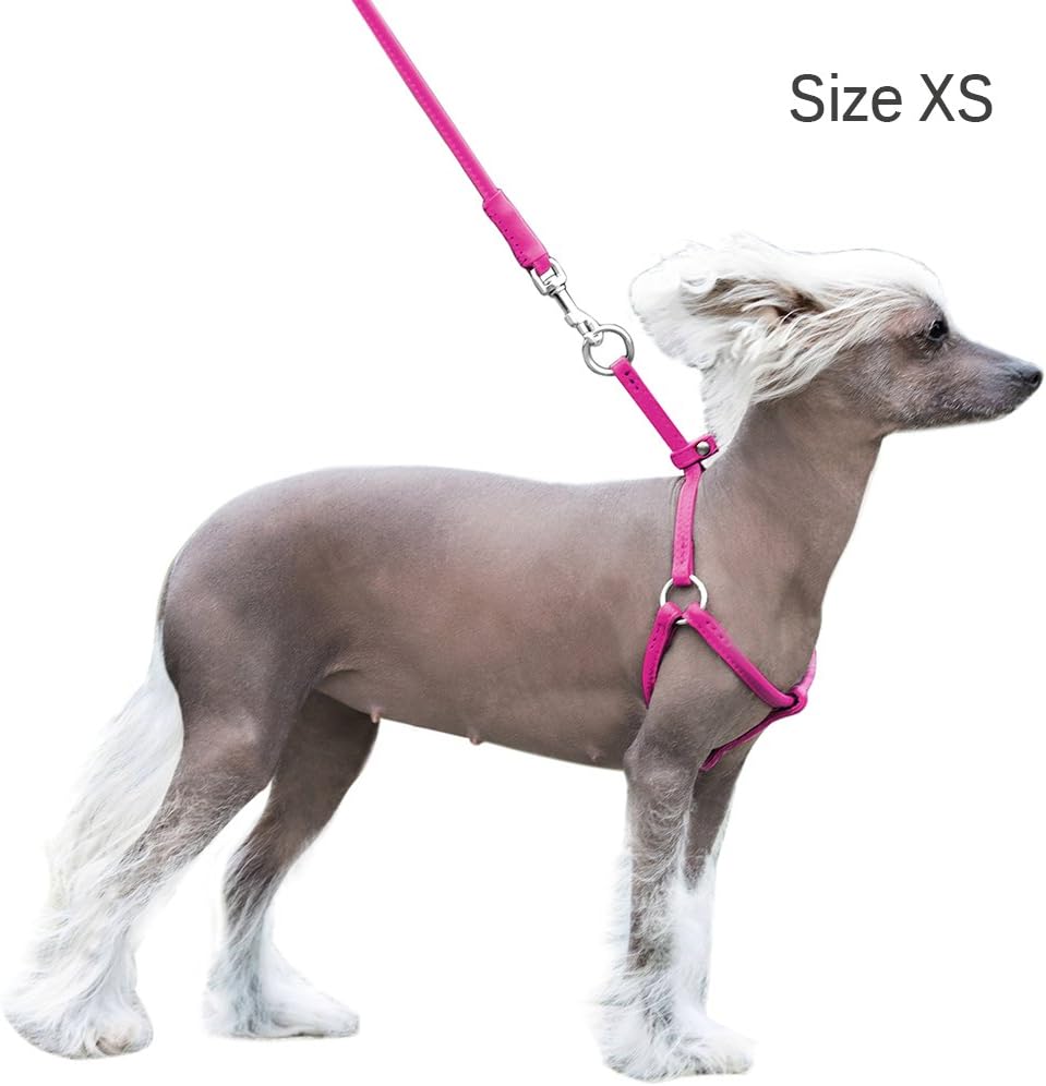 rolled leather dog harness