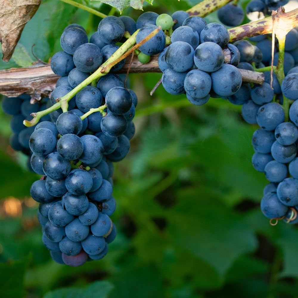 Grape Vine, Grape Plant Live 1-2 Years Old, Sweet Grape Fruit Tree, Very Cold Hardy (Blue Grape)