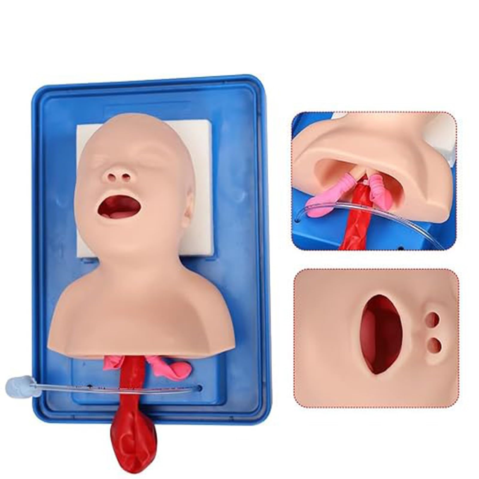 Mannequin d'intubation, simulateur de gestion des voies aériennes, intubation endotrachéale par PVC, pour l'enseignement en laboratoire, formation infirmière et médicale A