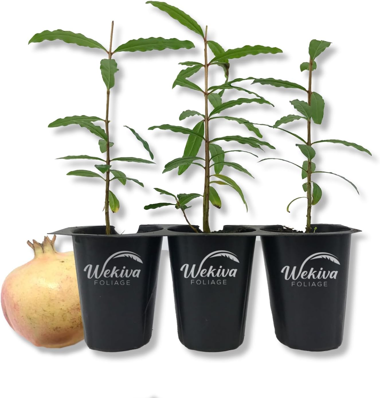 Azadi Pomegranate Tree 3 Live Tissue