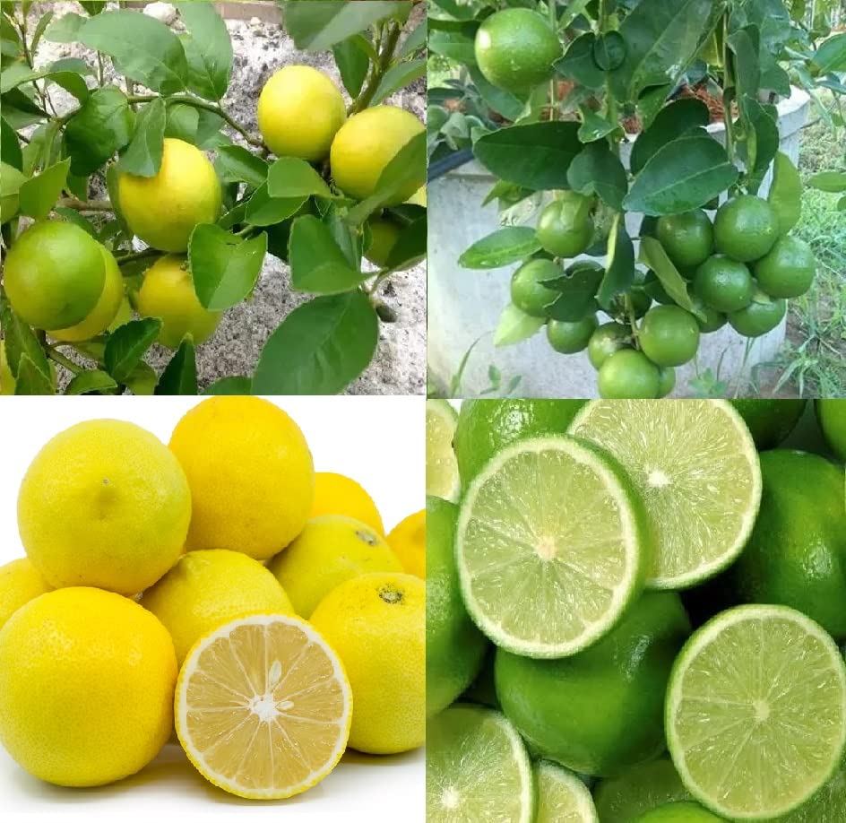 Chayatol Combo pack of 2 Altime Hybrid Seedless Pati Lemon With Guava or Pomegranate or Sweet Lemon or Dragon Fruit Live Plant with Complementary Inorganic Fertilizer. (Lemon and Sweet Lemon) (B0BTYYSTL1) Amazon Price History, Amazon Price Tracker