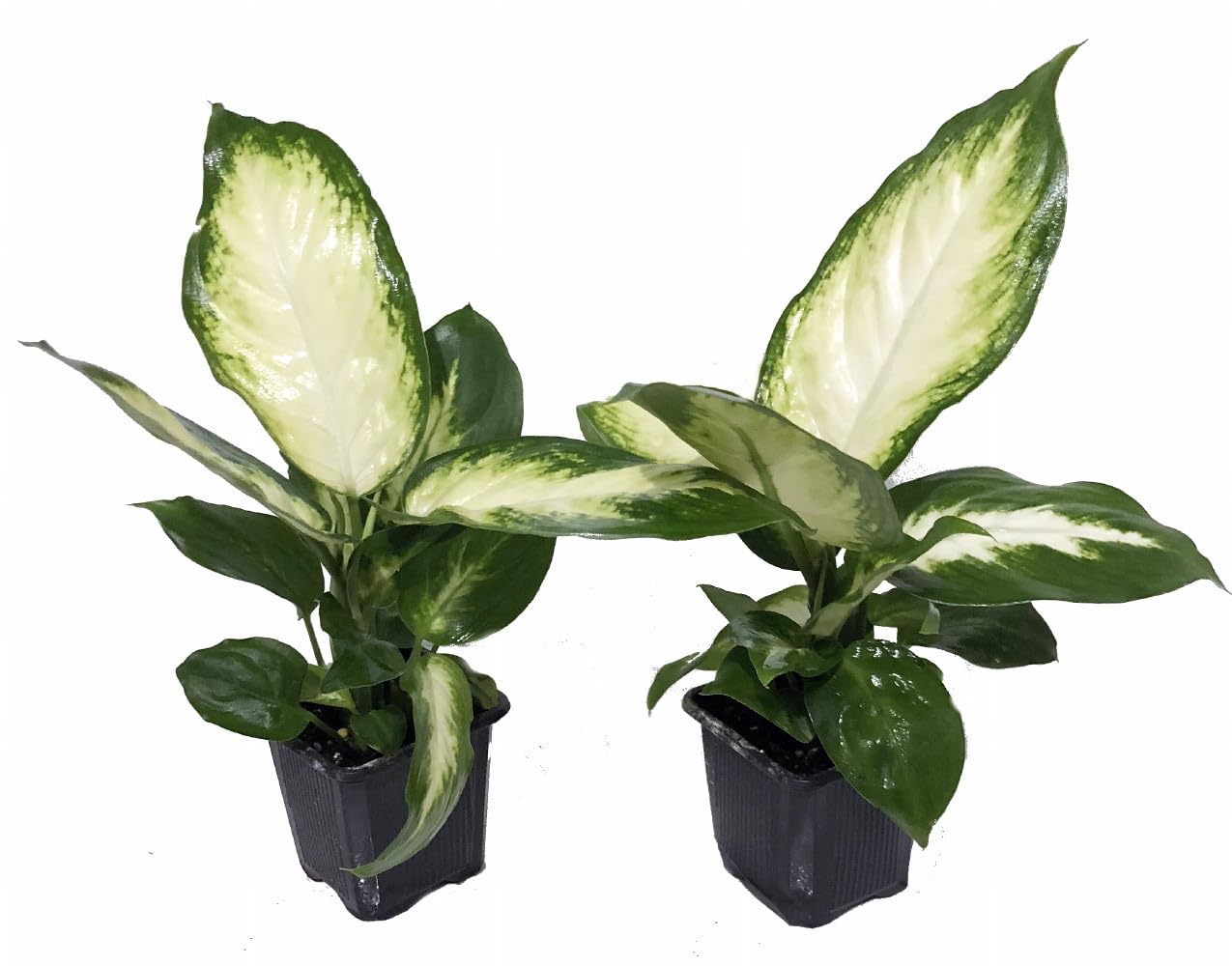 dracaena elegance cane Staggered Elegance Cane - 10" Pot
