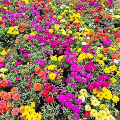Best Nursery Set of 10 - Portulaca Moss rose (any colour) in 4 Inch Plant Nursery Bag-picture-19