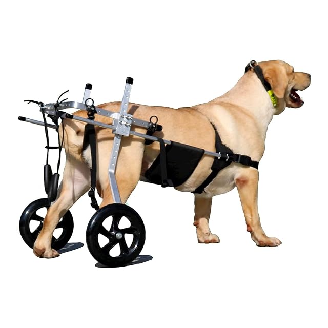 GJUOFFKO Silla de Ruedas Ajustable Grande para Perros, rehabilitación de Patas traseras