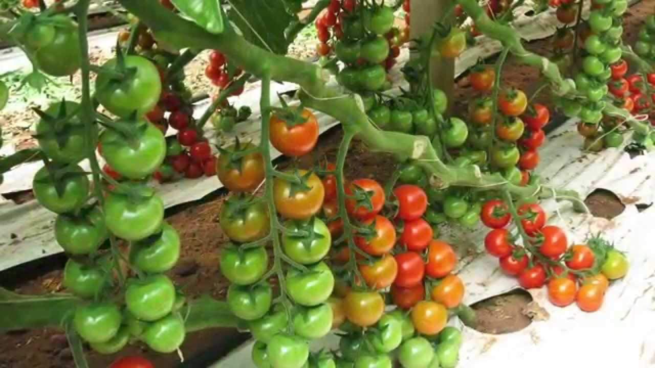 Arlo High Yield Disease Resistant Variety Vegetable Seeds " Arka Abha - Tomato Seeds " (100 Seeds Pack) - High Yielding 43 t/ha in 140 days (B07G83DQ52) Amazon Price History, Amazon Price Tracker