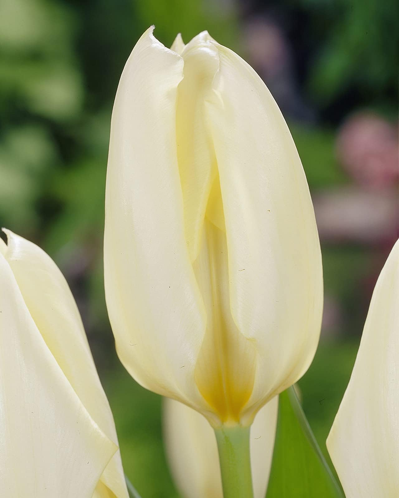 Tulipanibulb seedsi,Adattabile,Prima scelta per i fiori recisi, I tulipani simboleggiano l'amore eterno,Esotico,Di fama mondiale,bulb seedsi di tulipano bianco-10 Lampadine