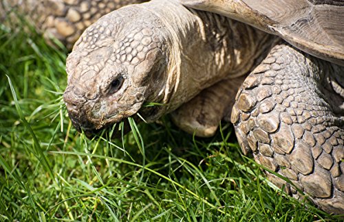 YOYOSO African Grasses Tortoise Blend (200 Seeds) Sulcata Leopard Grass YOYOSO African Grasses Tortoise Blend (200 Seeds) Sulcata Leopard Grass