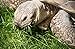 African Grasses Tortoise Blend (200 seeds) Sulcata Leopard grass