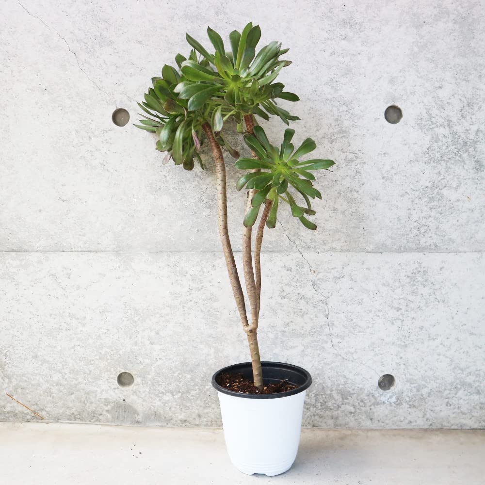 Amazon.co.jp: アエオニウム(まだら黒法師)多肉植物 5号ポット苗