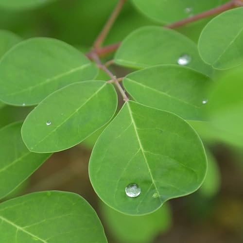 Miniatura 3 de Zokiva Nutritionals - Té Moringa Hibiscus 100 Bolsas con Moringa Orgánica Premium  Nutritivo, Sabroso y Naturalmente Libre de Cafeína  En Bolsa con