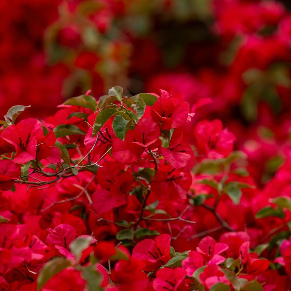 Red Bougainvillea Live Plant in 4'' Pot, Hardy Bougainvillea Tree Plant Live, Live Flowering Vine for Outdoor Planting, Climbing Plant, Well-Rooted, 6-8 Inch Tall