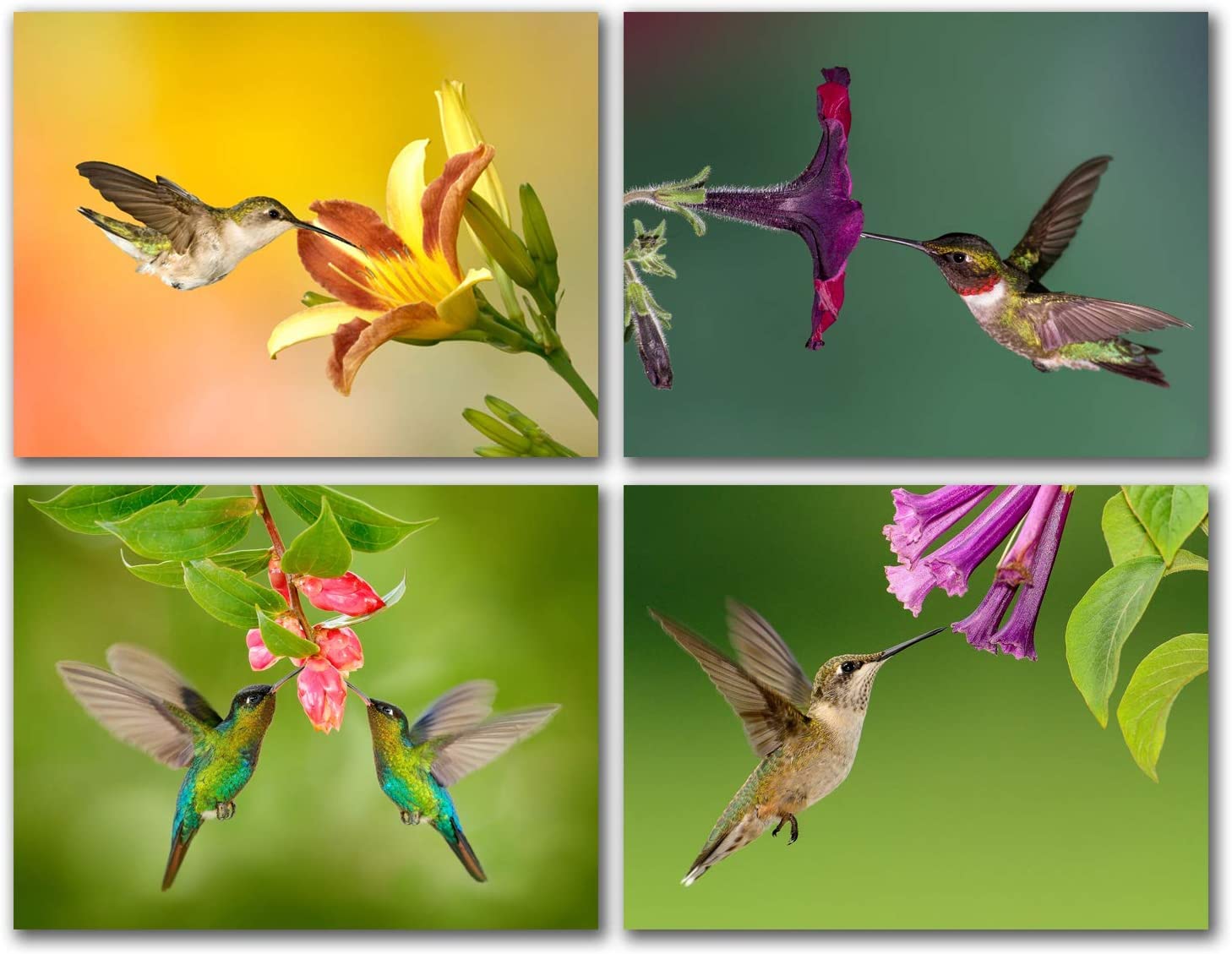 Song Bird Note Cards With Identification - 24 Count A2 Blank Cards With Envelopes