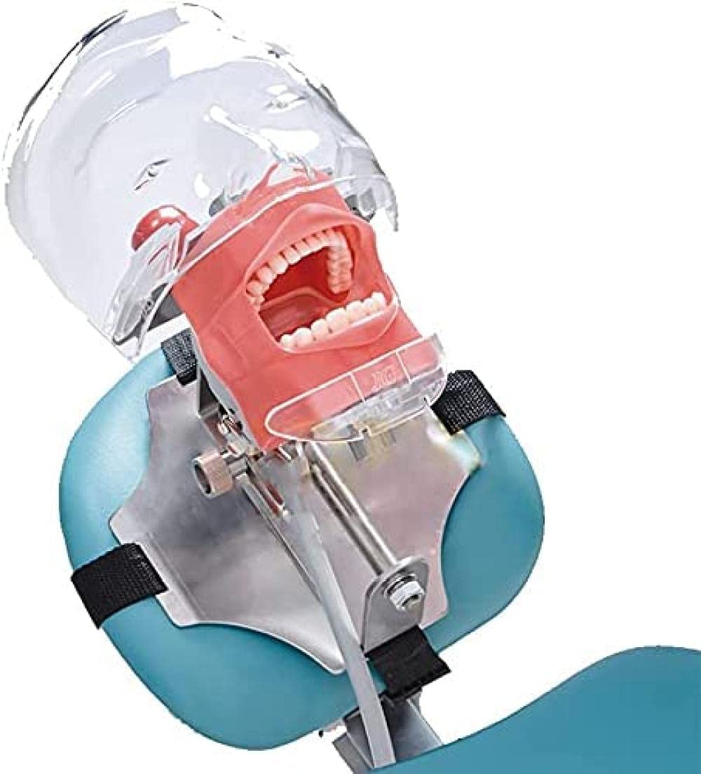 Modèle de tête de lamikin pour exercice pratique de traitement dentaire sur table
