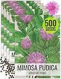 Seed Needs Sensitive Plant Seeds for Planting Mimosa pudica - Heirloom & Open Pollinated Annual Flowers - Pink Blooms with Leaves That React to Touch (5 Packs)