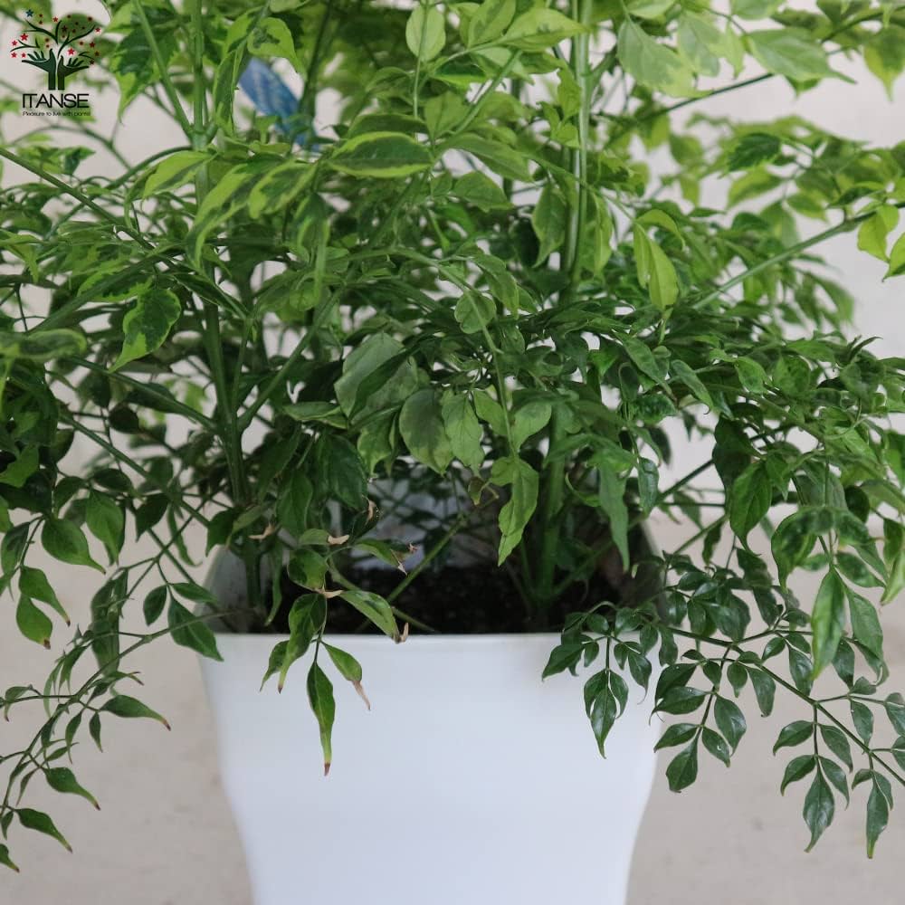 Amazon.co.jp: ステレオスペルマム カプリマ 斑入 6号角鉢【品種で