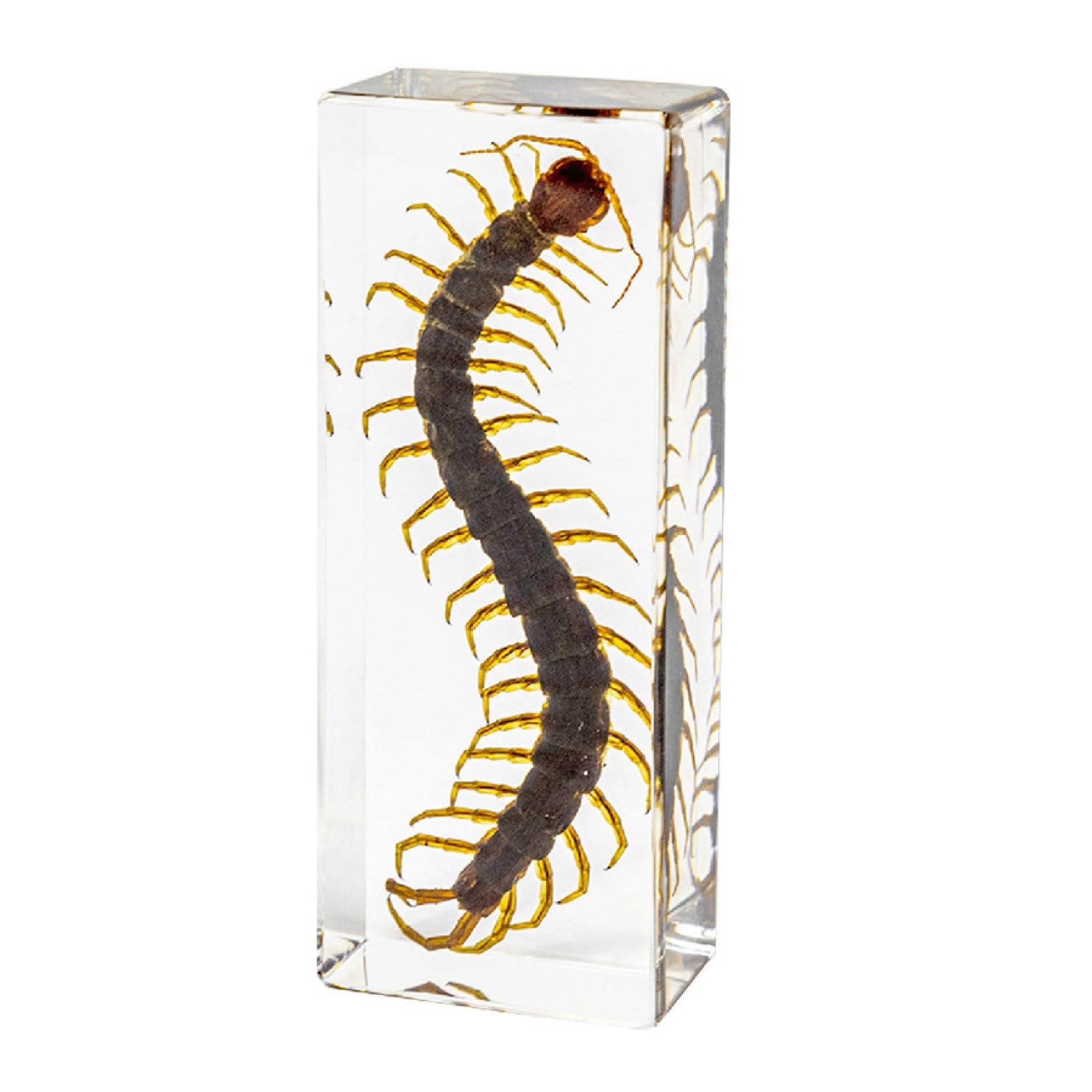 DRXRD Bugs in Resin, Insects Specimen Decor, Amber Real Animal Taxidermy, for Display, Collection and Paperweights Centipede