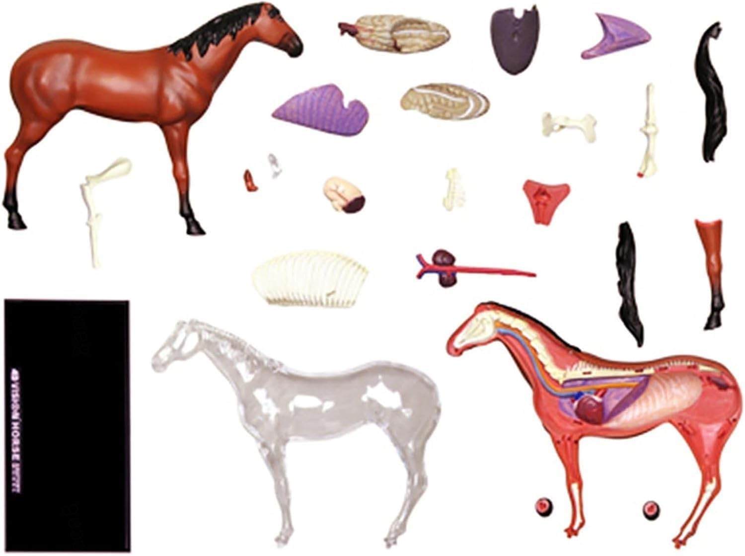 Modelo de acupuntura equina, Modelo de anatomía equina 4D, espécimen de Esqueleto Animal, 26 Piezas Desmontables, Modelo de enseñanza médica para clínica Veterinaria, formación Veterinaria, demostrac