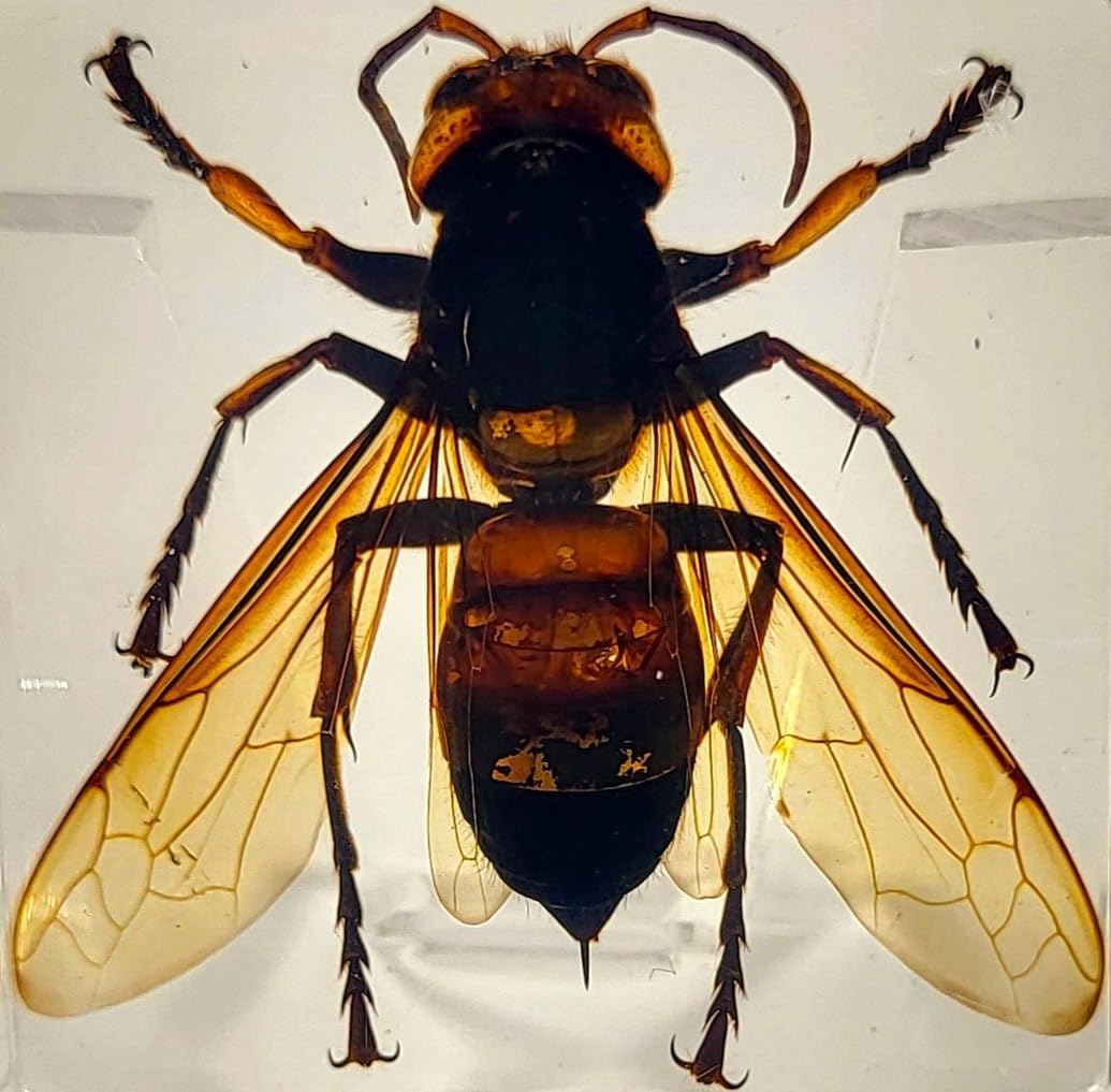 38mm Real Asian Giant Hornet in Crystal Clear Square Lucite Resin Crafts Specimen Preserved Animal Insect Bug Taxidermy Collection for Biology Science Education & Desk Ornament Display Supplies