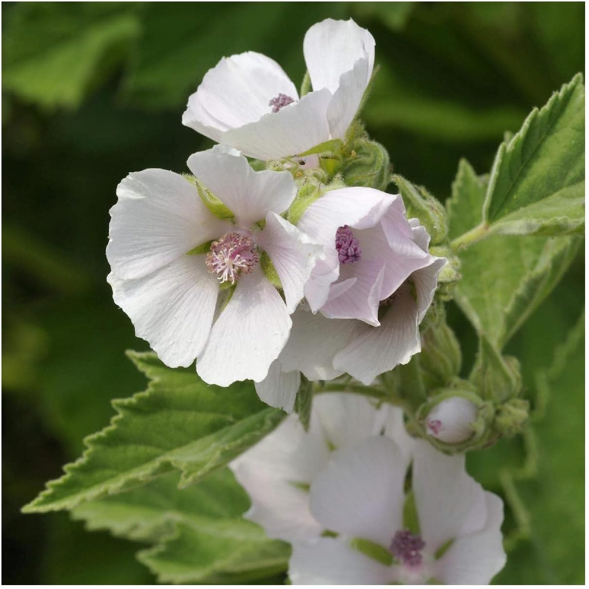 Everwilde Farms - 1/4 Lb Marsh Mallow Wildflower Seeds - Gold Vault