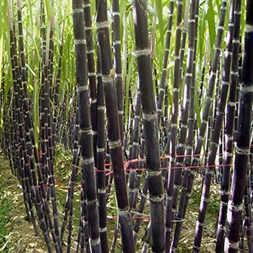 Saniswink Garden Flower Plant Seeds 50Pcs Sugarcane Seeds Delicious Juicy Fruit Plant Home Garden Yard Farm Decor