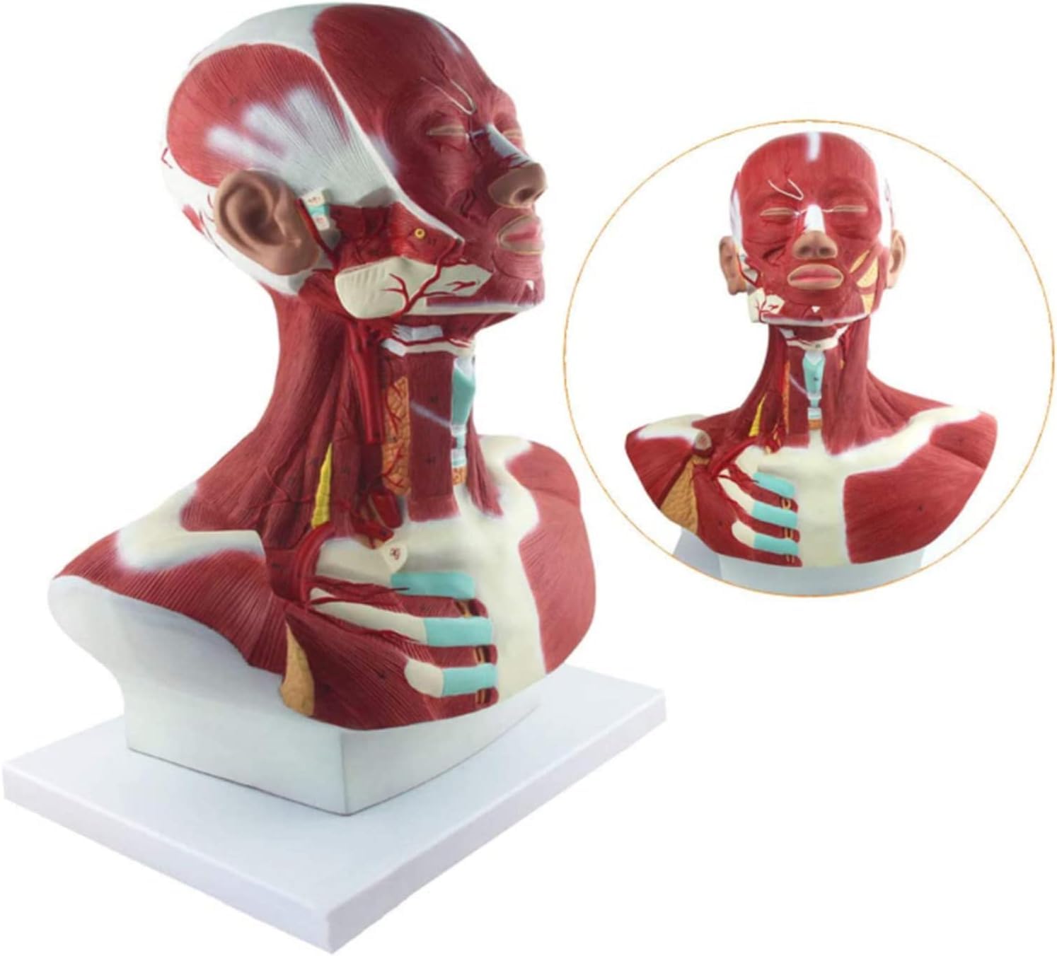 Modele Anatomii Medycznej Ludzkiej Głowy I Szyi, W Tym Mięśni, Naczyń Krwionośnych, Nerwów I Modeli Anatomii Mózgu, Są Wykorzystywane Do Nauczania I Szkolenia Materiałów Medycznych