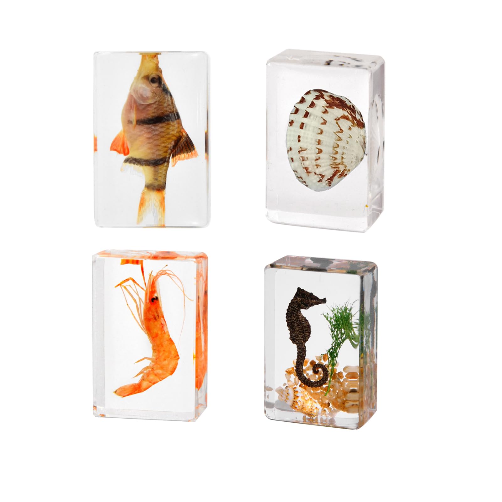 4Pcs Insect in Resin Specimen, Bug Preserved Specimen Collection Paperweights Resin Insects Various Insect Specimen for Office School Biology Display Supplies (Lively)